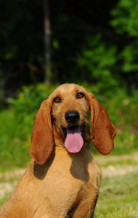 Portrat of Segugio Italiano dog. The Italian Hound dog has a long head and ears and is used as a...