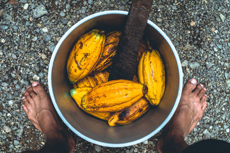 overhead view of a bucket with ripe cocoa fruits, chocolate seeds.の写真素材