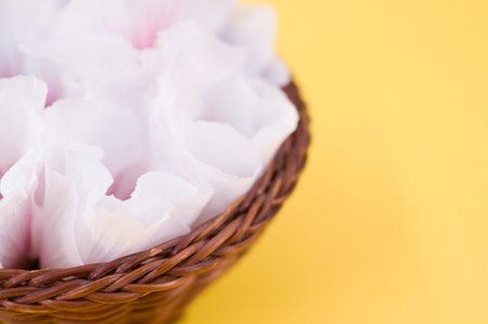 white and pink hibiscus flowers in a wicker canister on a yellow background with text spaceの写真素材