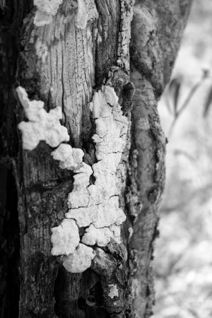Lichen on tree bark in dry rainforest in Queensland, Australiaの写真素材