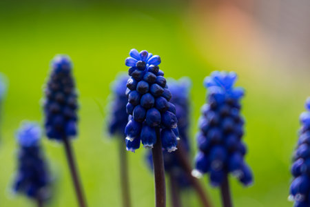 Lots of grape hyacinths on a meadow, blue plants on a green meadow with focus in the middleの写真素材