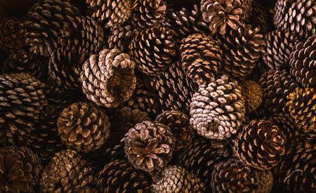 background of pine seeds.の写真素材