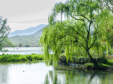 Willow at the lakeの写真素材