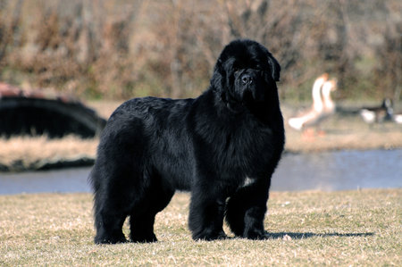 Portrait of purebred newfoundland dog in outdoors.の写真素材
