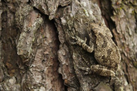 Gray Tree Frog Hyla chrysoscelis on pine tree in East Texasの写真素材