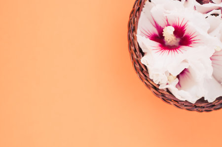 white and pink hibiscus flowers in a wicker canister on an orange background with text spaceの写真素材