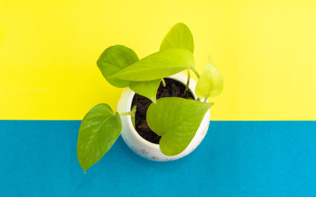 Beautiful plant with a white pot, yellow and aquamarine, background color.の写真素材