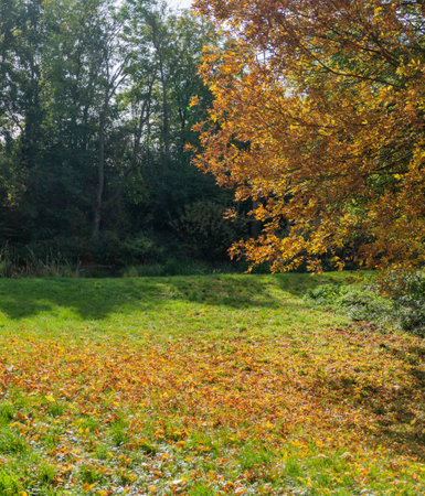 Yellow and orange autumn leaves on a green meadow, large deciduous tree in bright sunlightの写真素材
