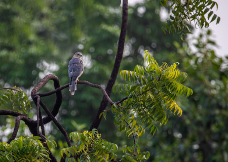 Shikra resting and basking on a treeの写真素材