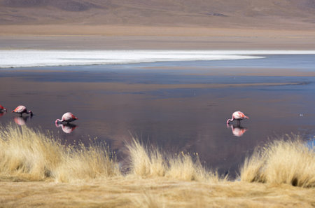 flamingos in Bolivia Lagunaの写真素材