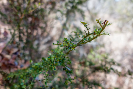 Small leaf shrub in dry rainforest in Queensland, Australiaの写真素材