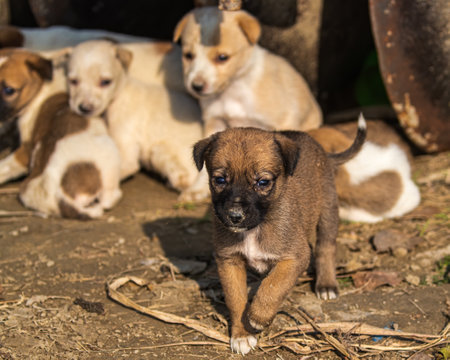 Angry puppy running towards photographerの写真素材