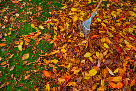 Autumn leaves are swept together with a fan broom, green lawn and red and yellow leaves