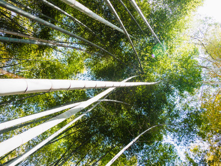 Bamboo Path in Arashiyama, Japanの写真素材