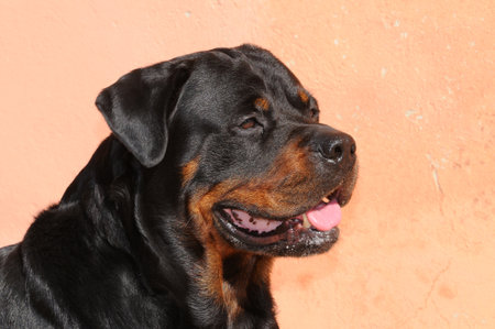 Portrait of purebred rottweiler dog in the garden.の写真素材