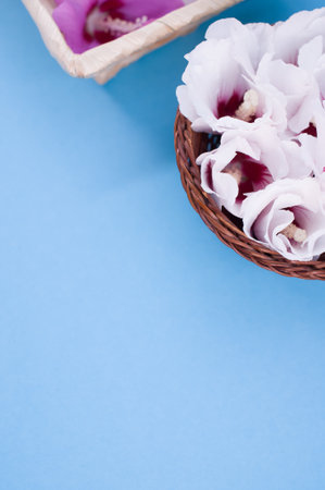 hibiscus flowers in a wicker canister on a light blue background with text spaceの写真素材