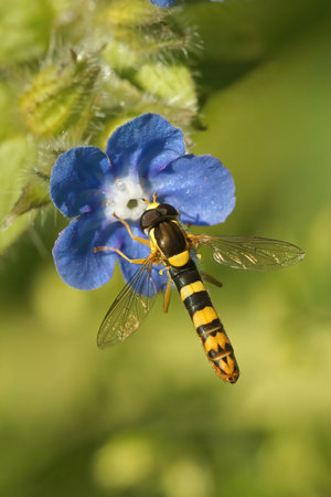 Closeup on a Long hoverfly, Sphaerophoria scripta sipping nectar from the blue flowers of...