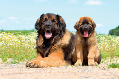 Portrait of Leonberg domestic dog portrait outdoorsの写真素材