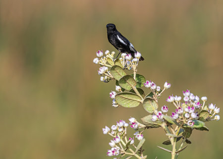 Bush chat sitting on a blooming flower plantの写真素材