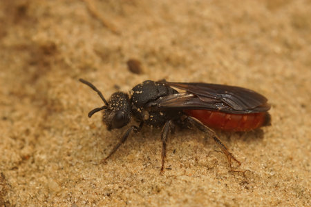Closeup on the white lipped blood bee, Sphecodes albilabris a cleptoparasite on Colletes...