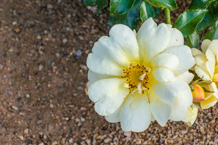 white flower in the garden, on a background of green leaves with the background of the earthの写真素材