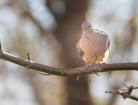 a pigeon perched on the branch in its natural habitat in south americaの写真素材