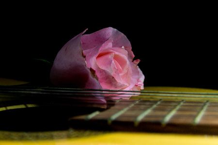 a pink bud on the guitar strings on a black backgroundの写真素材
