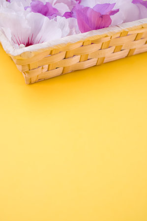white and pink hibiscus flowers in a wicker canister on a yellow background with text spaceの写真素材