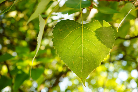 Hanging green leaf of a tree