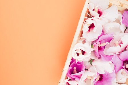 white and pink hibiscus flowers in a wicker canister on an orange background with text spaceの写真素材