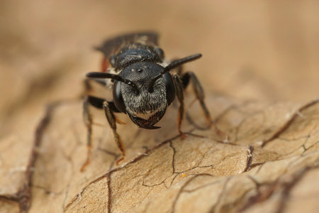 Detailed frontal closeup of the Dark winged blood bee,  Sphecodes gibbus sitting on a dry leaf