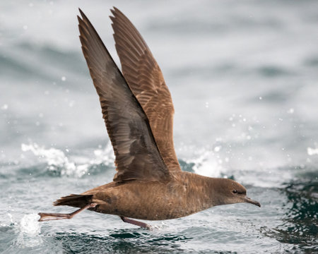Sooty Shearwater, Blackfish Sound, northern Vancouver Island, BC Canadaの写真素材