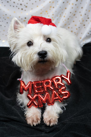 Little white dog, West Highland White Terrier, with a Santa Claus hat and the words Merry Xmas around his neckの写真素材
