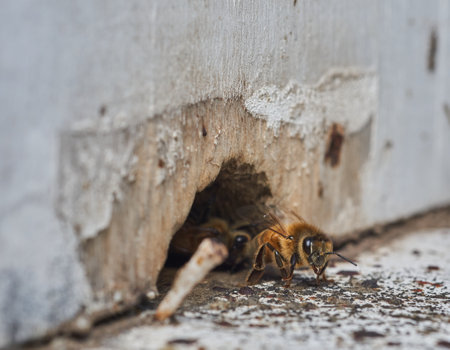 bee cleaning nuclei entranceの写真素材
