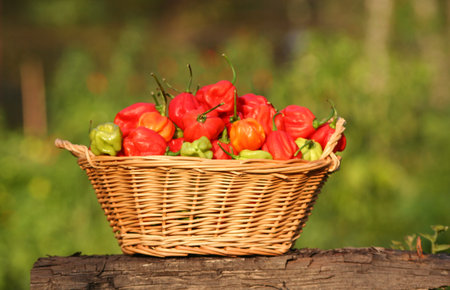Basket of Fresh Organic Habanero Peppers outdoors in Gardenの写真素材