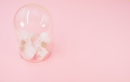 hibiscus flowers under a glass dome on a gray background with text spaceの写真素材