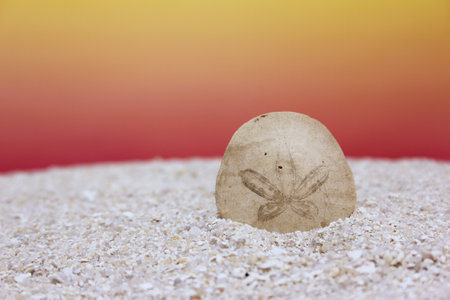 Sand Dollar Seashell on Beach With Sunset Backgroundの写真素材