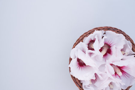 hibiscus flowers in a wicker canister on a gray background with text space