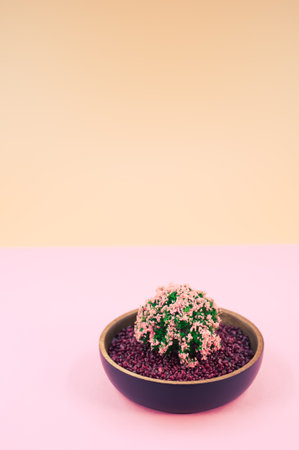 bowl filled with  plant and decorative sand on pink background with space for textの写真素材