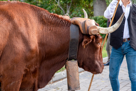Ox at the transhumance party in Madridの写真素材