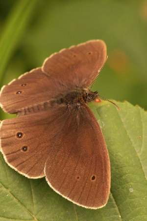 Closeup on the ringlet butterfly, Aphantopus hyperantus, sitting with wide open wings on a green leafの写真素材