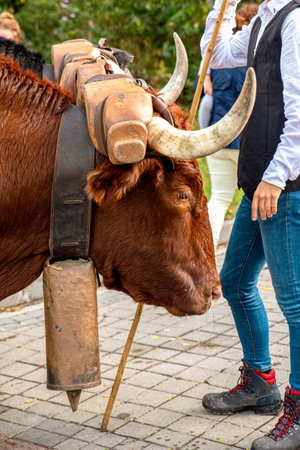 Ox at the transhumance party in Madridの写真素材
