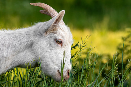 Outdoors, day light Rural sceneの写真素材