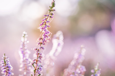 Pink heather in bloom, blooming heater landscape in the National park: Aekingerzand, Netherlands. Hollandの写真素材