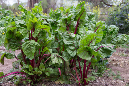 multi-colored chard plant in the vegetable garden in spring