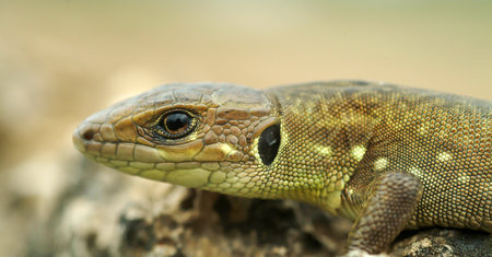 balcan green lizard, lacerta trilineata in croatiaの写真素材