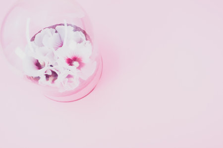 hibiscus flowers under a glass dome on a gray background with text spaceの写真素材