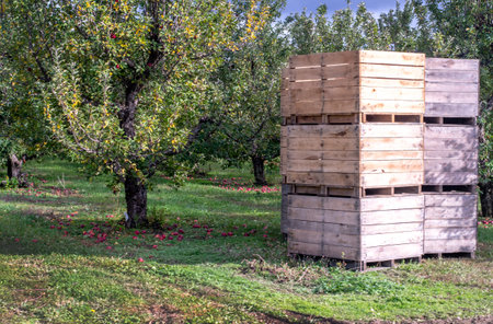 large wood boxes are stacked and being filled with apple in this Michigan USA apple orchardの写真素材