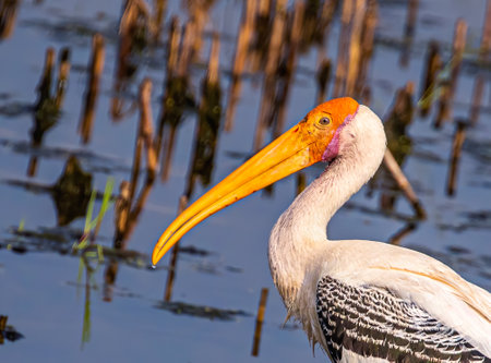 A close up of a painted stork with long beakの写真素材