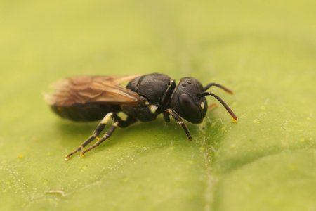Closeup on a dark female Shingle yellow face bee, Hylaeus annularis on a green leaf